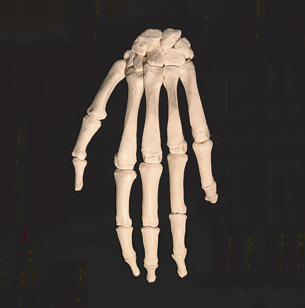 Hand Bones